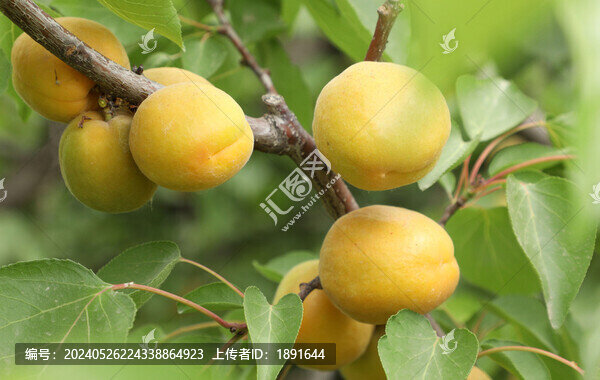 黃杏