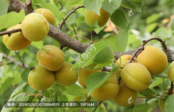 杏子樹(shù)