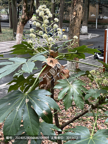 八角金盤