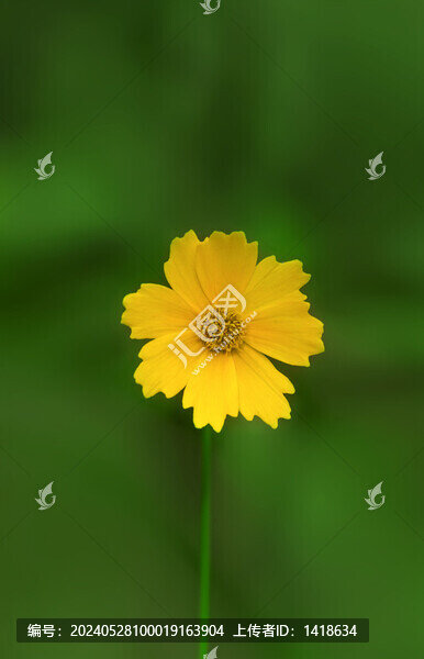 小雛菊金雞菊