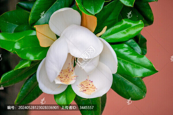 玉蘭花