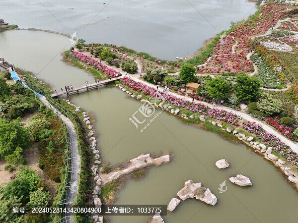 航拍柳泉鎮(zhèn)北村月季花海