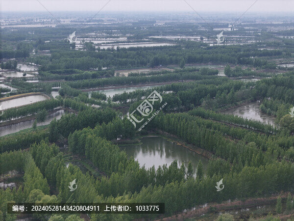微山湖邊上種植的樹木