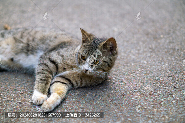 貓的特寫肖像