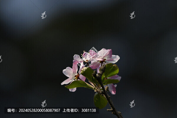春天海棠花