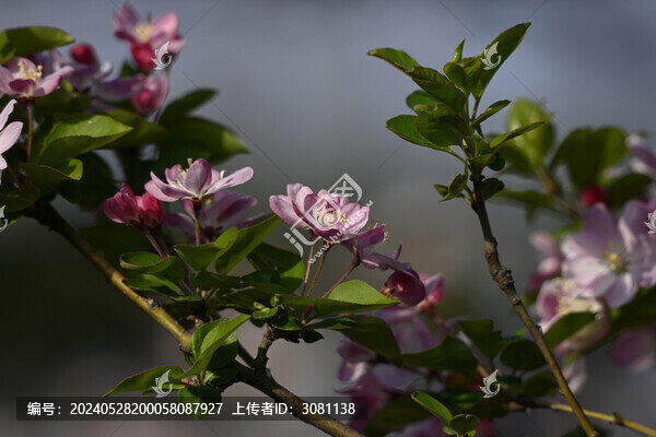 海棠花春天