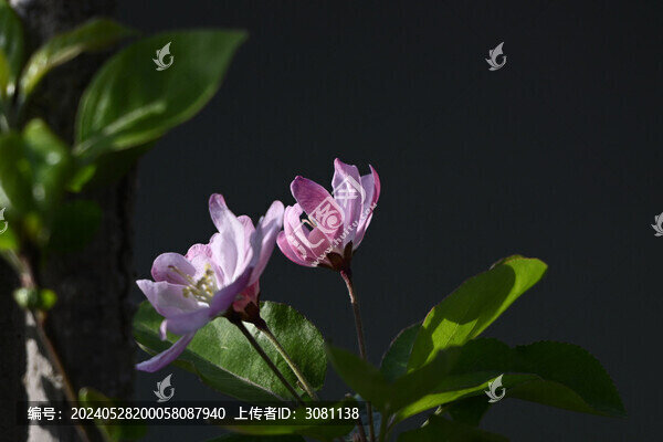 海棠花春天盛開