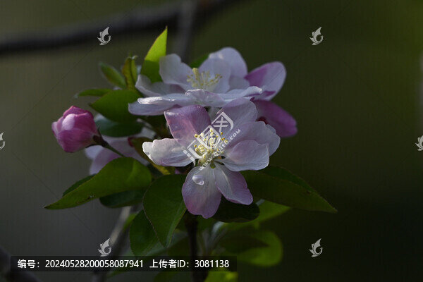 海棠花春天盛開