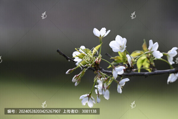 櫻花春天盛開(kāi)