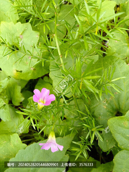紅花酢漿草
