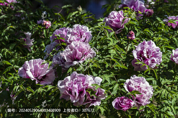 牡丹花