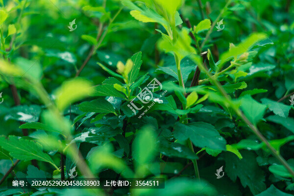 假連翹
