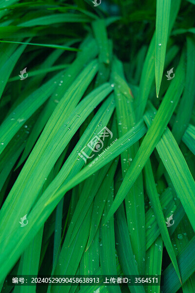 水草草葉特寫(xiě)