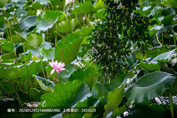 荷花