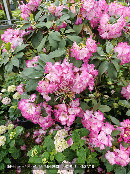 井岡山杜鵑花節(jié)