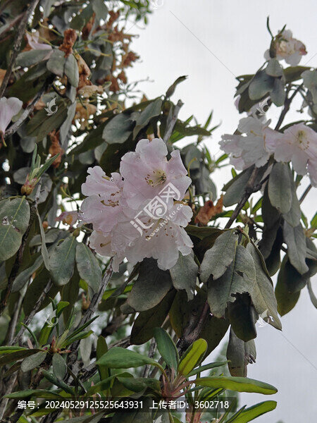 井岡山杜鵑花節(jié)