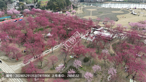 櫻花園