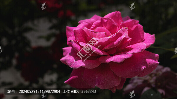 月季花