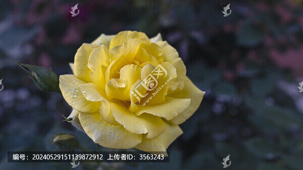 月季花