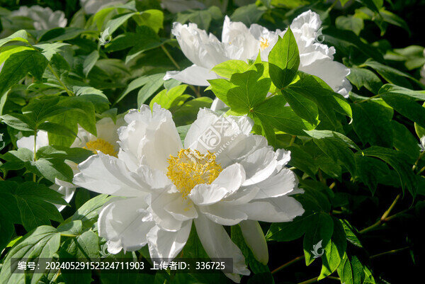 河南洛陽牡丹白色花朵特寫