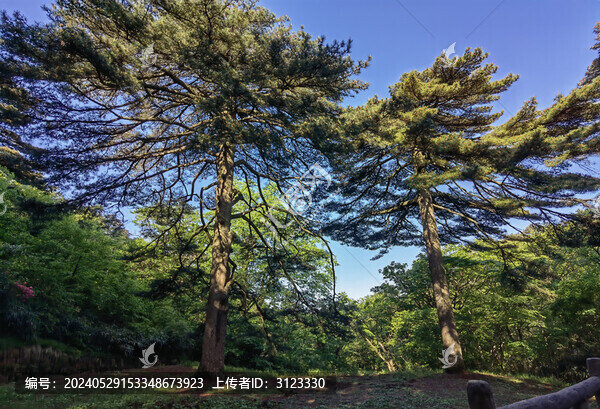 黃山大王松