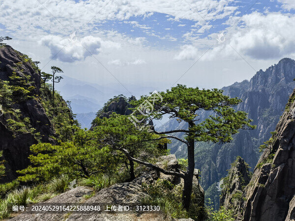 黃山松