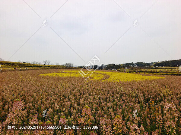 自貢永安彩色油菜花田