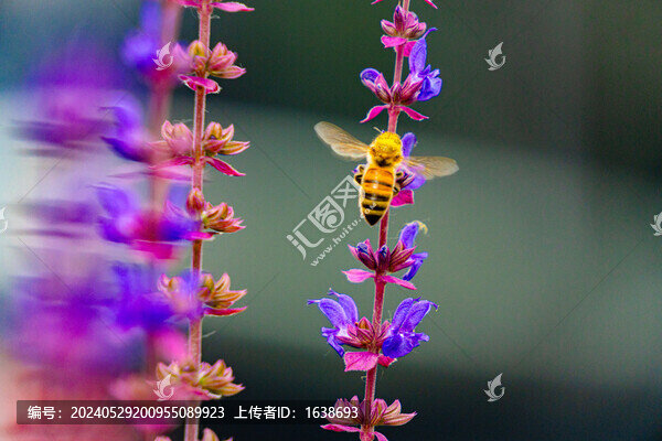 薰衣草蜜蜂采蜜特寫