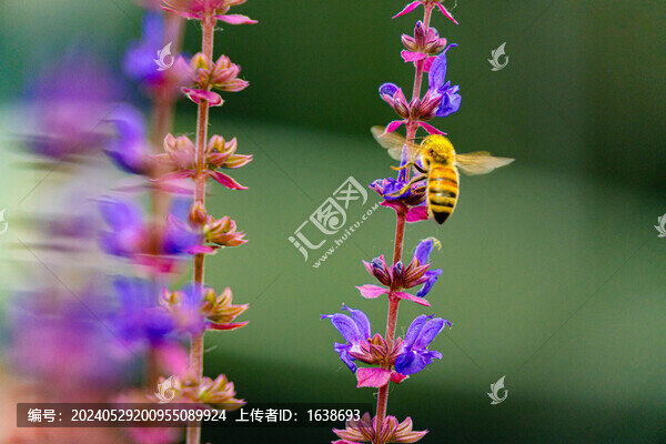 薰衣草蜜蜂采蜜特寫