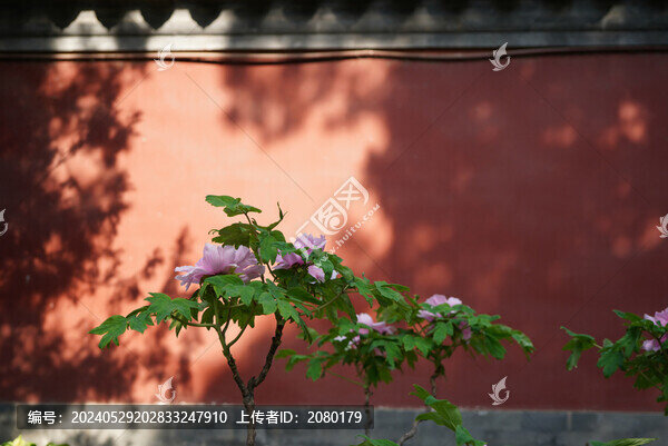紅墻背景前的牡丹花
