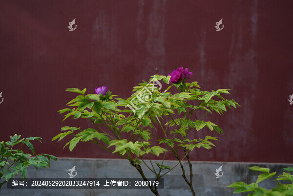 紅墻背景前的牡丹花