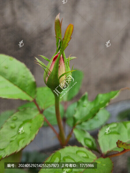月季花苞