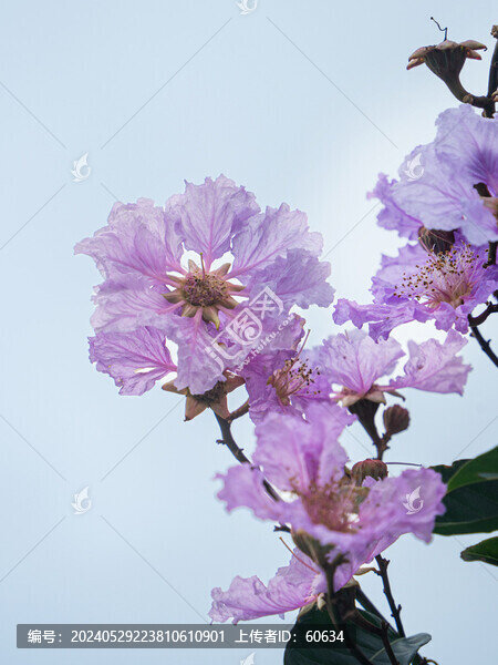 紫薇花