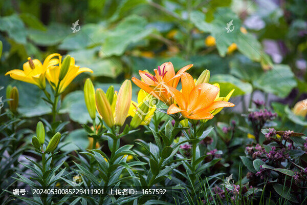 百合花