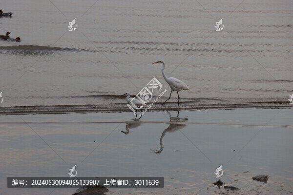 大白鷺