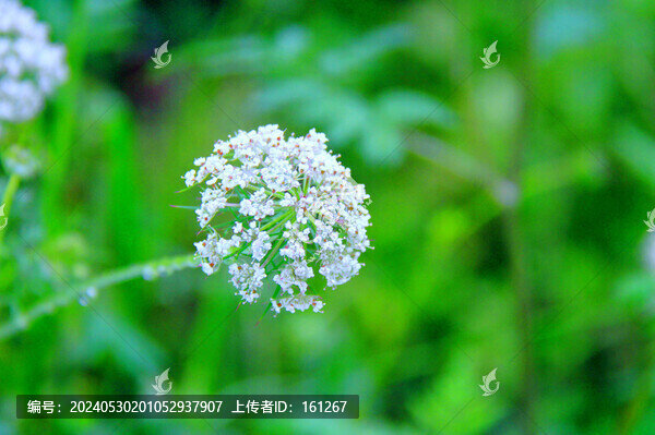 鶴虱草花