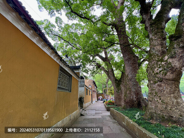 普陀山普濟寺古樟樹