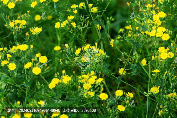 野菊油菊山菊花路邊黃