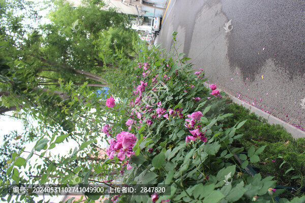 盛開(kāi)的薔薇