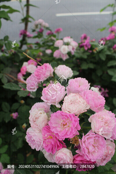 盛開(kāi)的薔薇