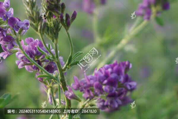 紫花苜蓿