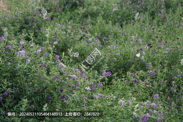 紫花苜蓿