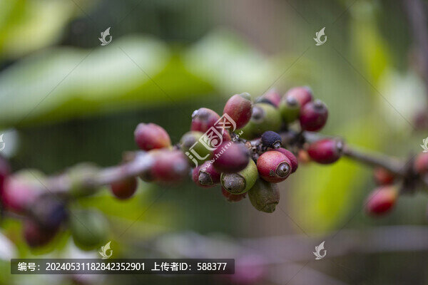 海南咖啡種植咖啡果