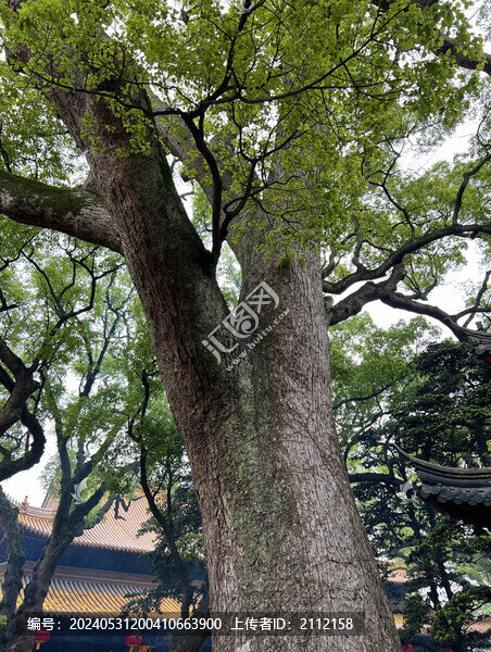 普陀山普濟寺古樟樹