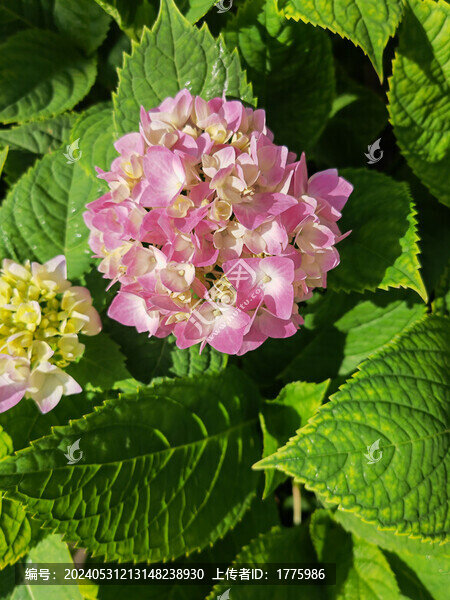 繡球花無盡夏