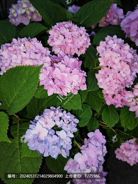 繡球花無盡夏