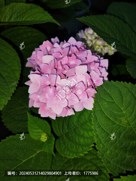 繡球花無盡夏