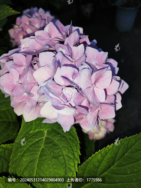 繡球花無盡夏