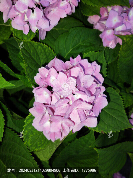 繡球花無盡夏