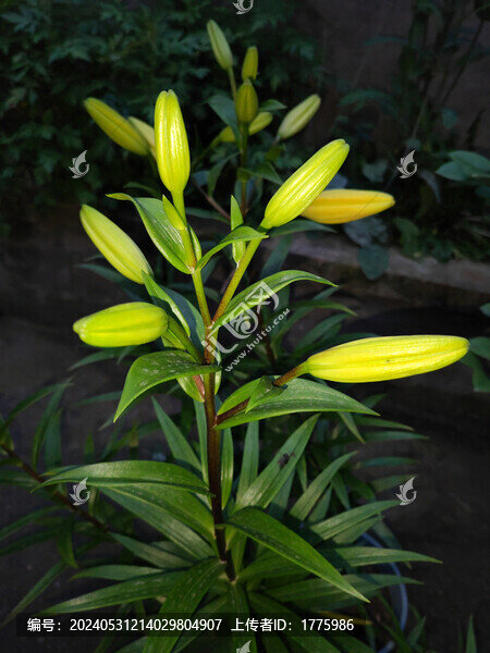 百合花苞